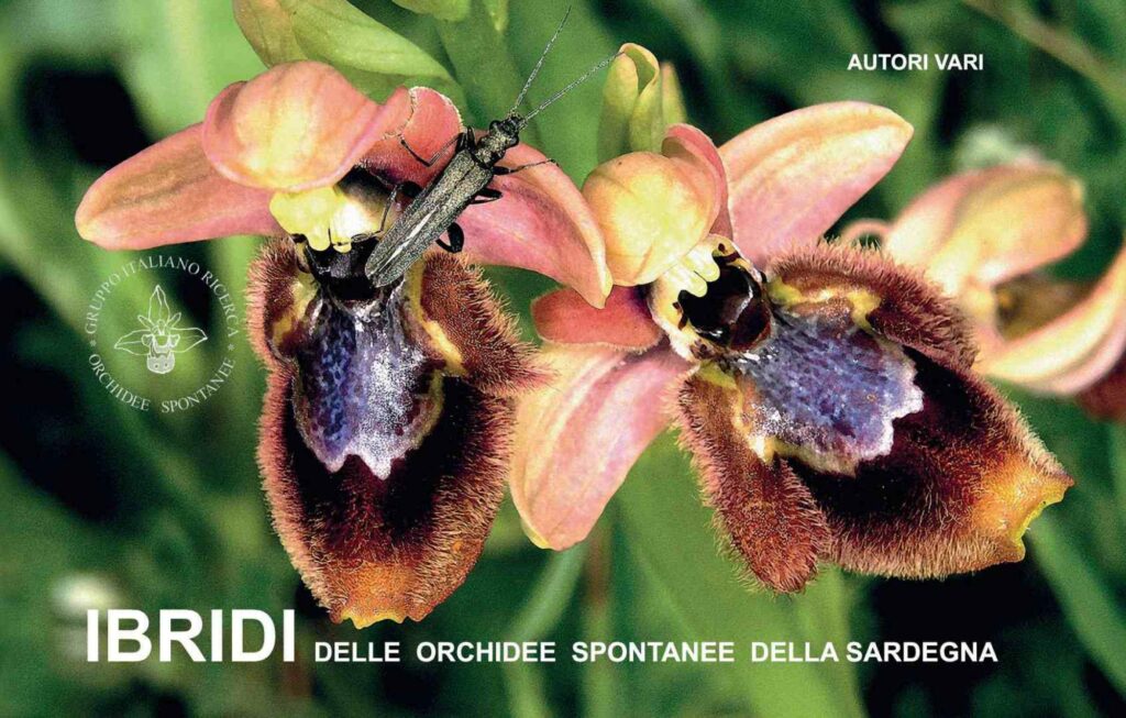 Copertina &middot; IBRIDI delle orchidee spontanee&nbsp;&nbsp;della Sardegna